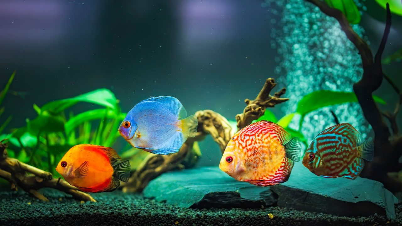 Contact Seekerfish