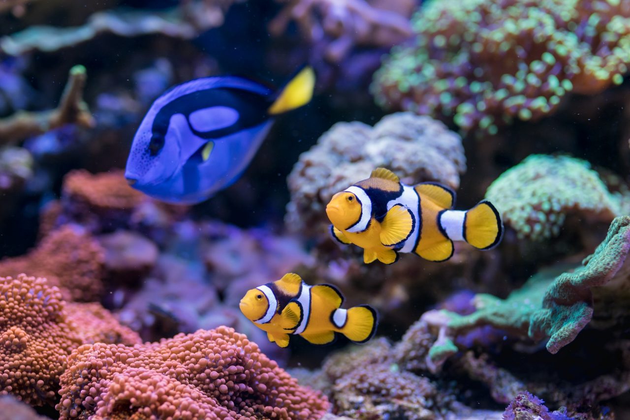About Seekerfish.com