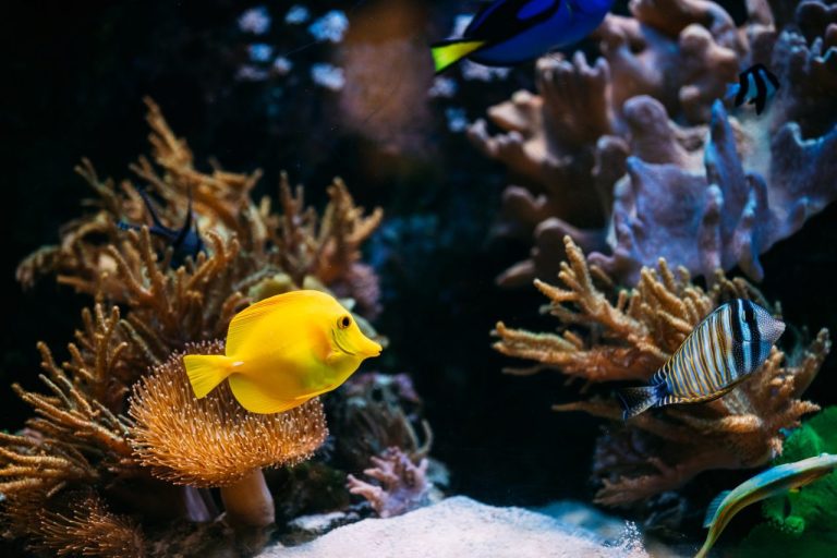 Seekerfish.com Complete Fish Gallery