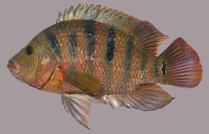 Mayan Cichlid Fish Optimized