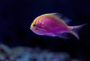 Reducing Carbon Footprint in Tropical Fish Exports