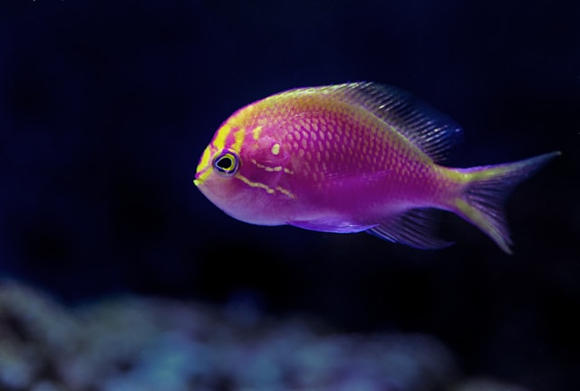 Reducing Carbon Footprint in Tropical Fish Exports