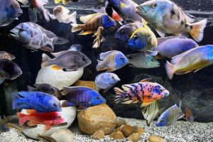Cichlid Fish Care Guide Optimized