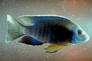 Cichlid Fish Problems and Troubleshooting