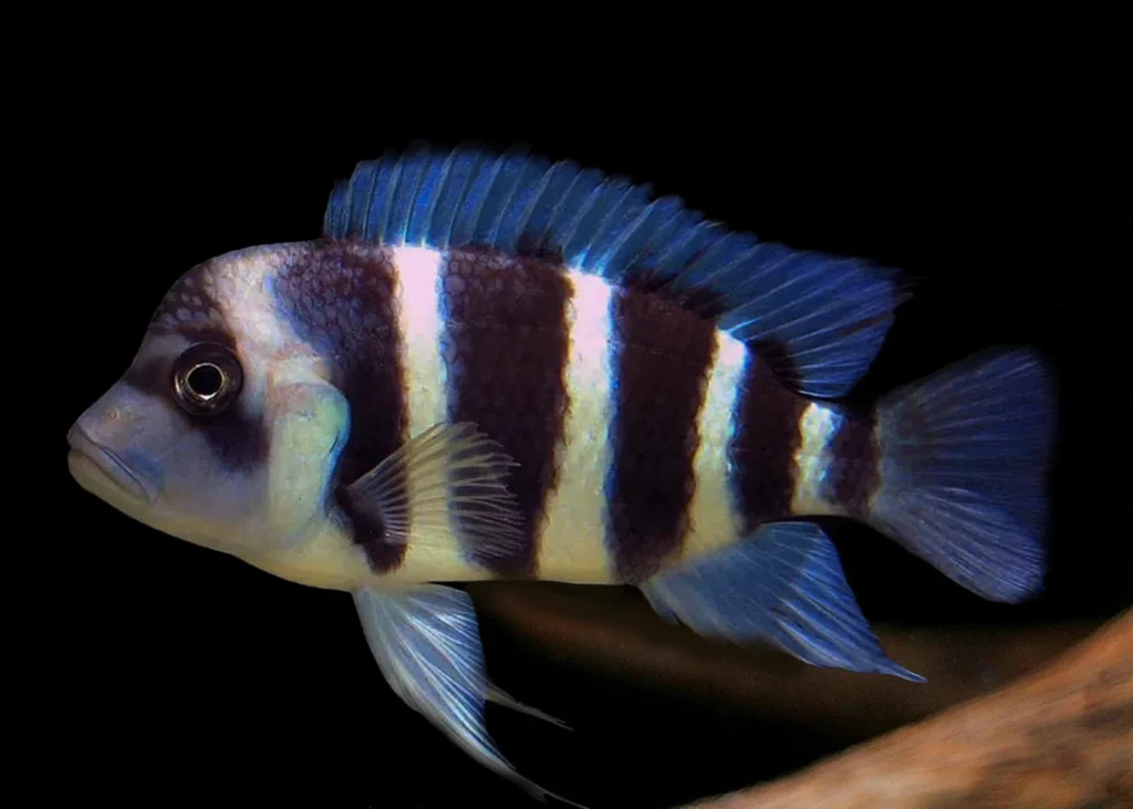 Frontosa Burundi for Sale