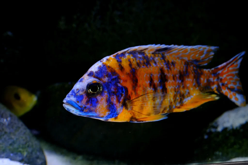 OB Peacock for Sale