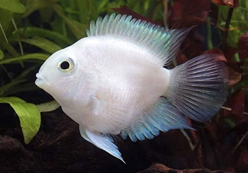 Platinum Polar for Sale