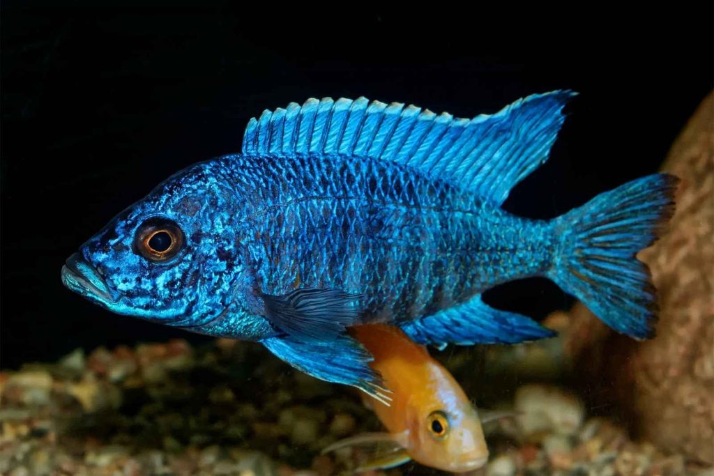 Popular Cichlid Fish