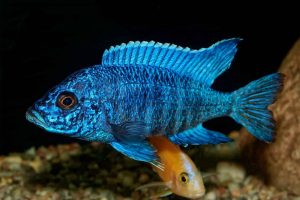 Popular Cichlid Fish