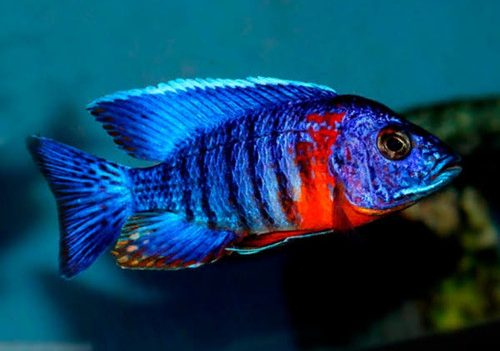 Red Flush Cichlid for Sale