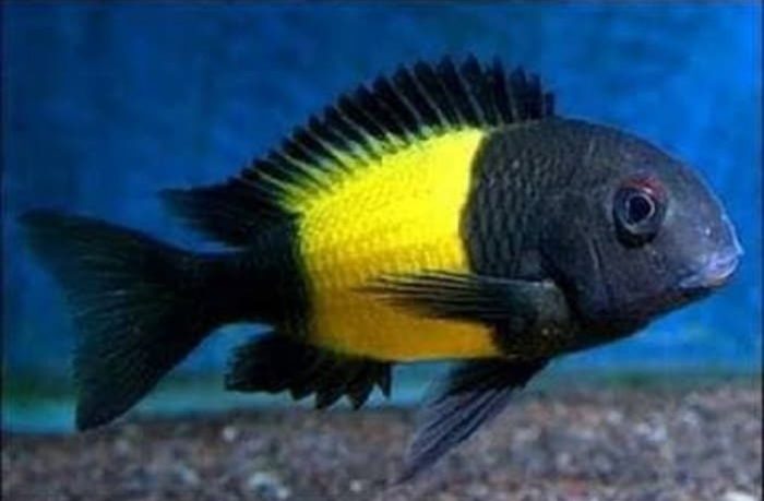 Tropheus Ikola for Sale